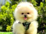 Kar topu Pomeranian