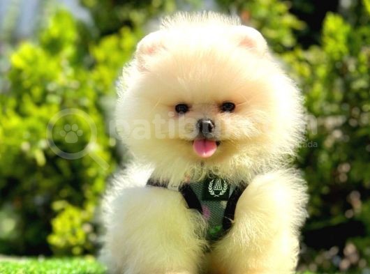 Kar Topu Pomeranian