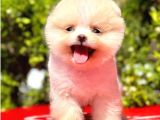 Kar Topu Pomeranian