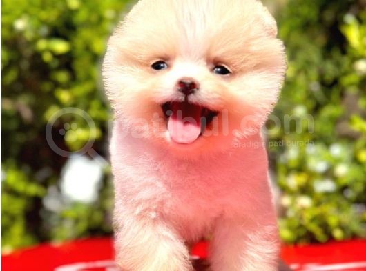 Kar Topu Pomeranian görsel