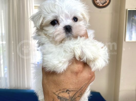 0 Numr Maltese Erkek Lekesiz Yavrumuz görsel
