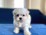 0 Numr Maltese Erkek Lekesiz Yavrumuz