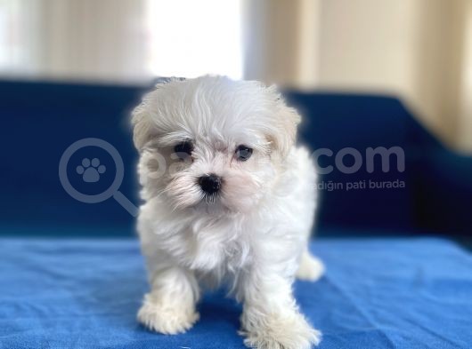 0 Numr Maltese Erkek Lekesiz Yavrumuz görsel