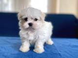 0 Numr Maltese Erkek Lekesiz Yavrumuz