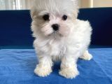 0 Numr Maltese Erkek Lekesiz Yavrumuz