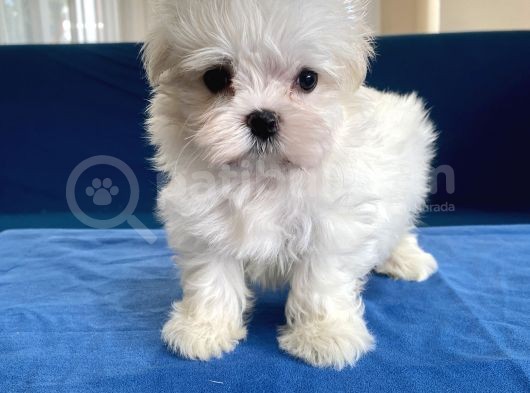 0 Numr Maltese Erkek Lekesiz Yavrumuz görsel