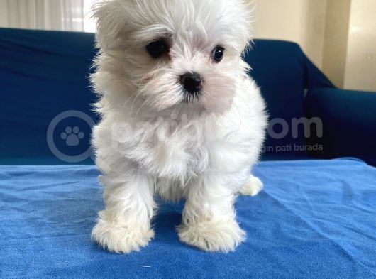 0 Numr Maltese Erkek Lekesiz Yavrumuz görsel