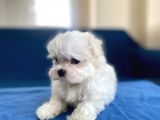 0 Numr Maltese Erkek Lekesiz Yavrumuz