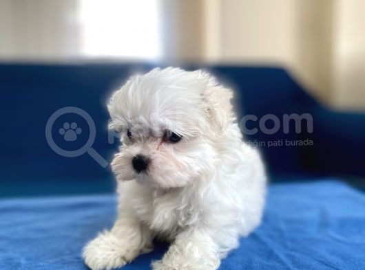 0 Numr Maltese Erkek Lekesiz Yavrumuz görsel
