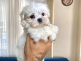 0 Numr Maltese Erkek Lekesiz Yavrumuz