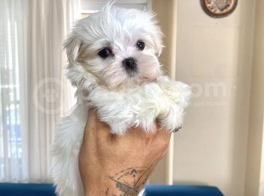 0 Numr Maltese Erkek Lekesiz Yavrumuz görsel