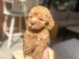 Avuç Içi Mutluluk Poodle Oğlumuz