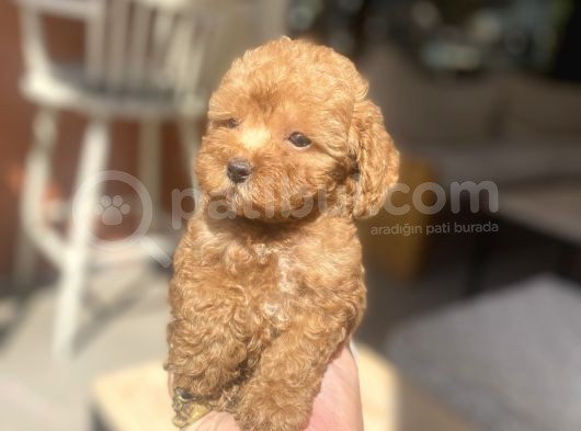 Avuç Içi Mutluluk Poodle Oğlumuz görsel
