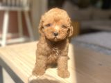 Avuç Içi Mutluluk Poodle Oğlumuz