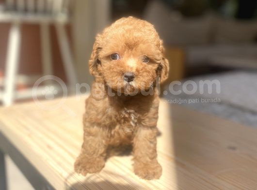 Avuç Içi Mutluluk Poodle Oğlumuz görsel