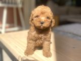 Avuç Içi Mutluluk Poodle Oğlumuz