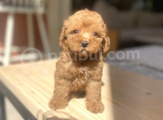 Avuç Içi Mutluluk Poodle Oğlumuz görsel