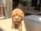 Avuç Içi Mutluluk Poodle Oğlumuz