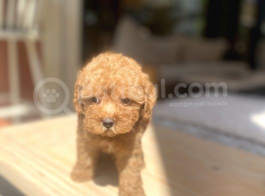 Avuç Içi Mutluluk Poodle Oğlumuz görsel