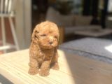 Avuç Içi Mutluluk Poodle Oğlumuz