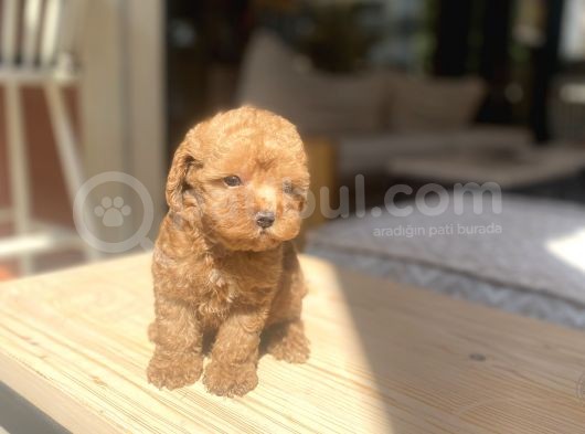 Avuç Içi Mutluluk Poodle Oğlumuz görsel
