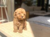 Avuç Içi Mutluluk Poodle Oğlumuz