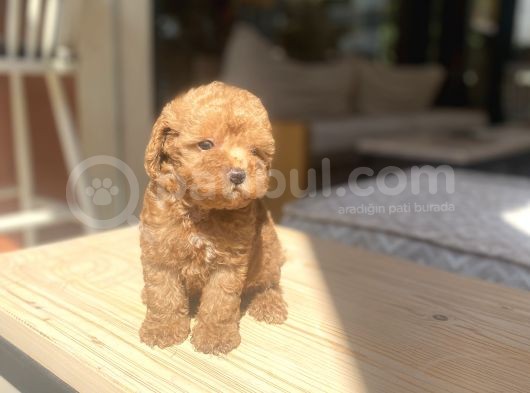 Avuç Içi Mutluluk Poodle Oğlumuz görsel