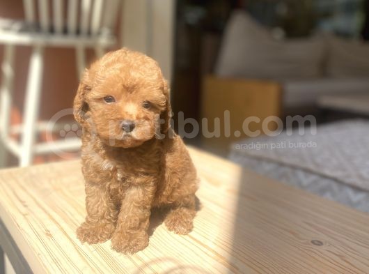 Avuç Içi Mutluluk Poodle Oğlumuz görsel