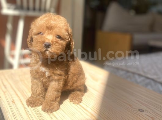 Avuç Içi Mutluluk Poodle Oğlumuz görsel