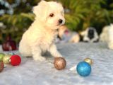 Kar Beyaz Irk Garantili Maltese Terrier Yavrular