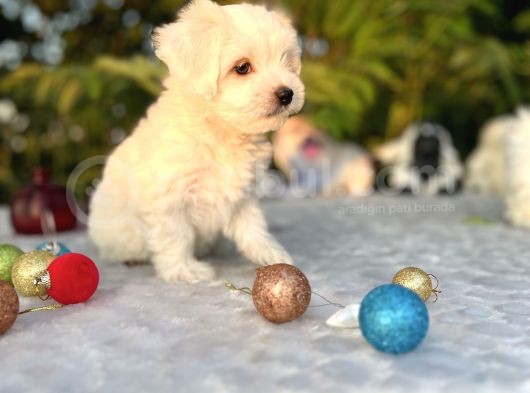 Kar Beyaz Irk Garantili Maltese Terrier Yavrular görsel