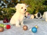 Kar Beyaz Irk Garantili Maltese Terrier Yavrular