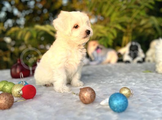Kar Beyaz Irk Garantili Maltese Terrier Yavrular görsel