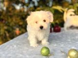 Kar Beyaz Irk Garantili Maltese Terrier Yavrular
