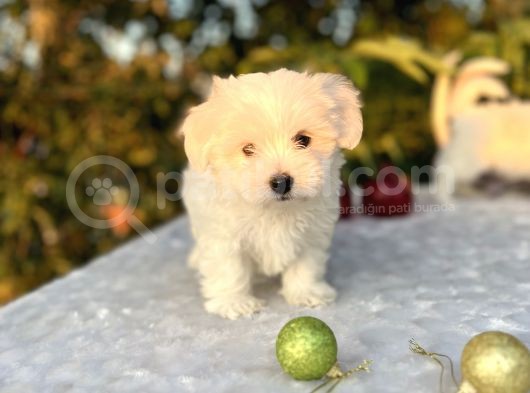 Kar Beyaz Irk Garantili Maltese Terrier Yavrular görsel