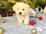 Kar Beyaz Irk Garantili Maltese Terrier Yavrular