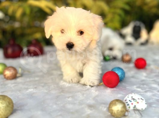 Kar Beyaz Irk Garantili Maltese Terrier Yavrular görsel