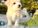 Kar Beyaz Irk Garantili Maltese Terrier Yavrular