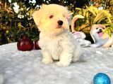 Kar Beyaz Irk Garantili Maltese Terrier Yavrular