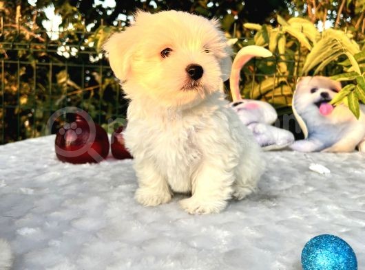 Kar Beyaz Irk Garantili Maltese Terrier Yavrular