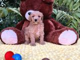 Harika Anatomi her ile Gönderim Sağladığımız Toy Poodle Yavrular