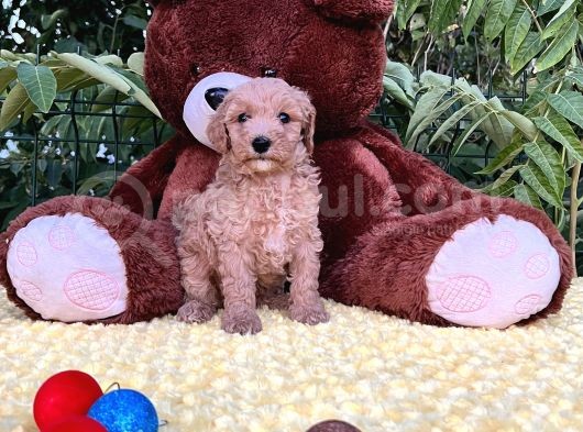 Harika Anatomi Her İle Gönderim Sağladığımız Toy Poodle Yavrular