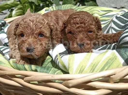 Renk Renk Poodle Yavrulari