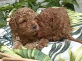 Renk Renk Poodle Yavrulari