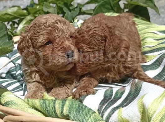 Renk Renk Poodle Yavrulari görsel