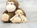 TEA CUP MALTİPOO YAVRULARI