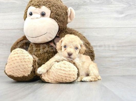 Tea Cup Malti̇poo Yavrulari