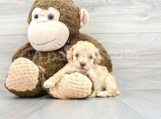 Tea Cup Malti̇poo Yavrulari görsel