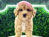 Renk Renk Malti̇poo Yavrulari