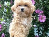 ÜRETİMDEN SAFKAN MALTİPOO YAVRULAR
